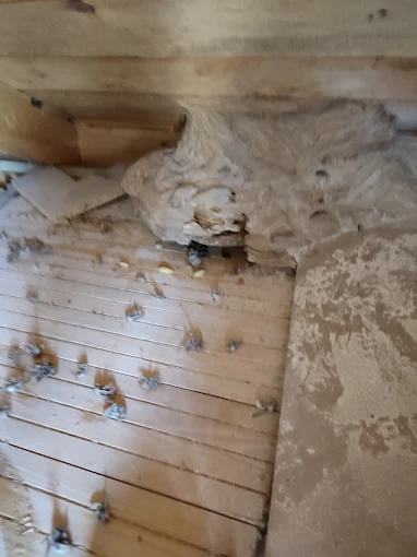 Padláson lévő darázsfészek fabetétes mennyezetnél — saját munkából készült fotó